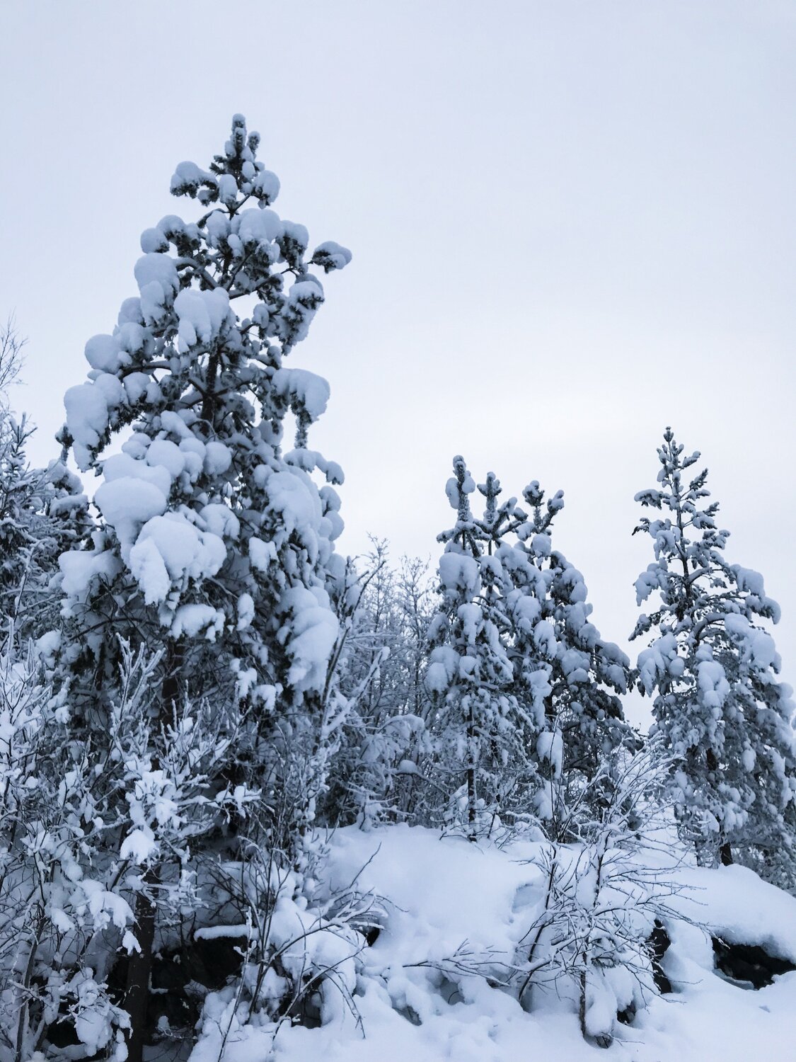 Photo #3571241