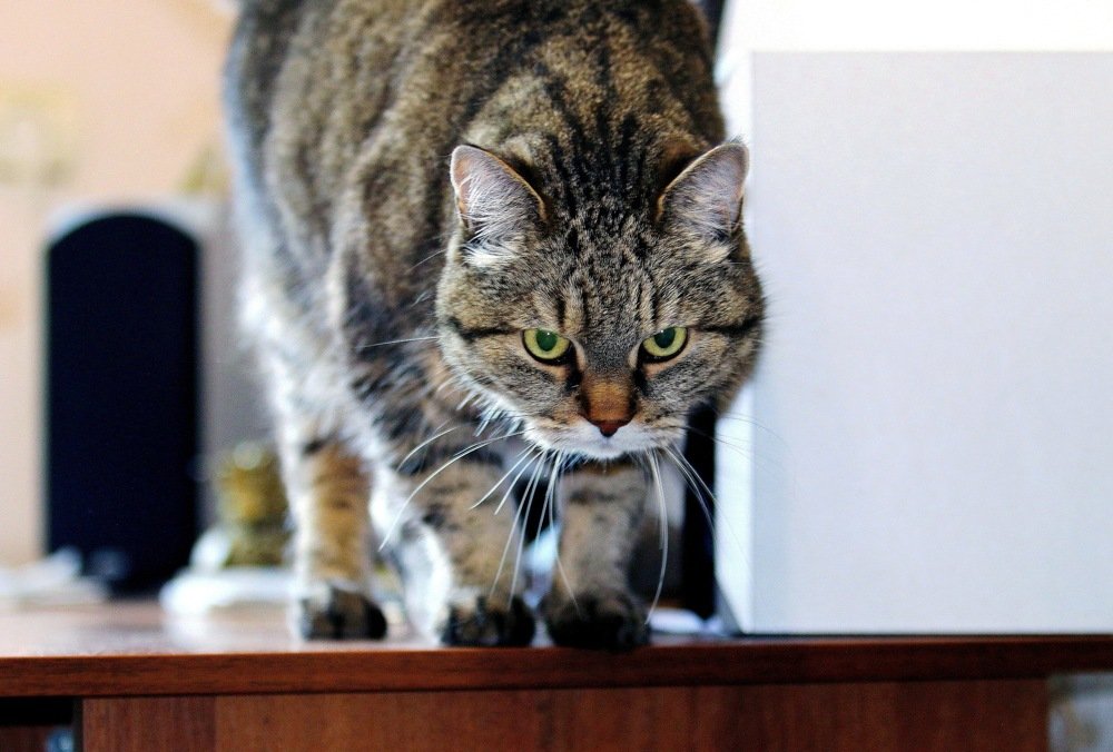 Перед прыжком