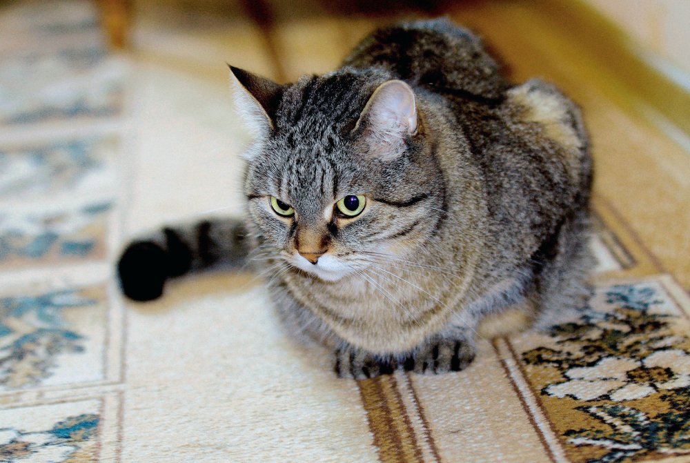 Потревожили кошачий сон