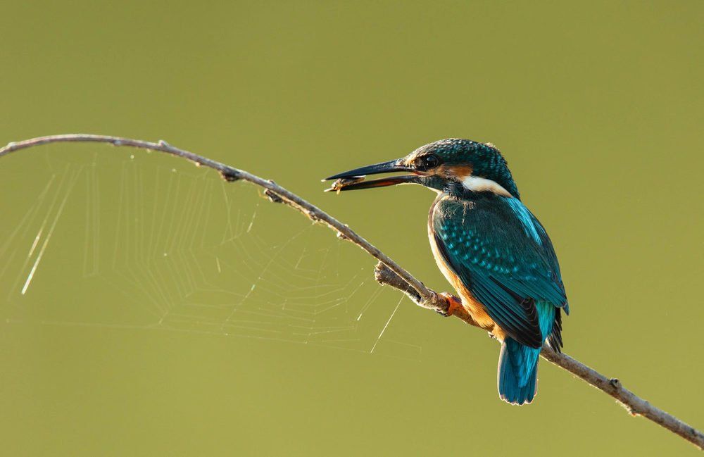 Добыча взята, можно и сеть просушить.