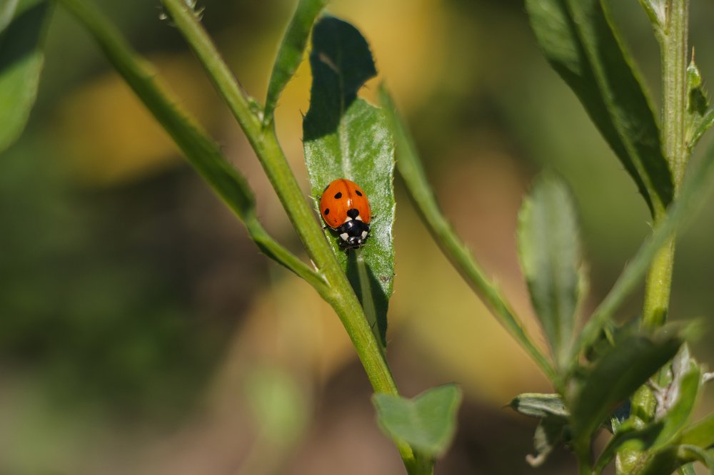 Photograph by Натали Чалык