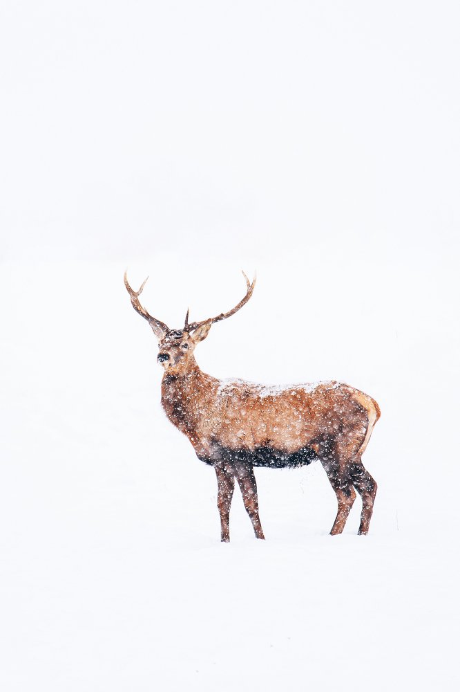 Photograph by Dumitru Ana