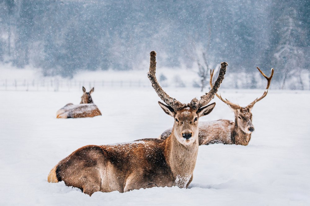 Photograph by Dumitru Ana