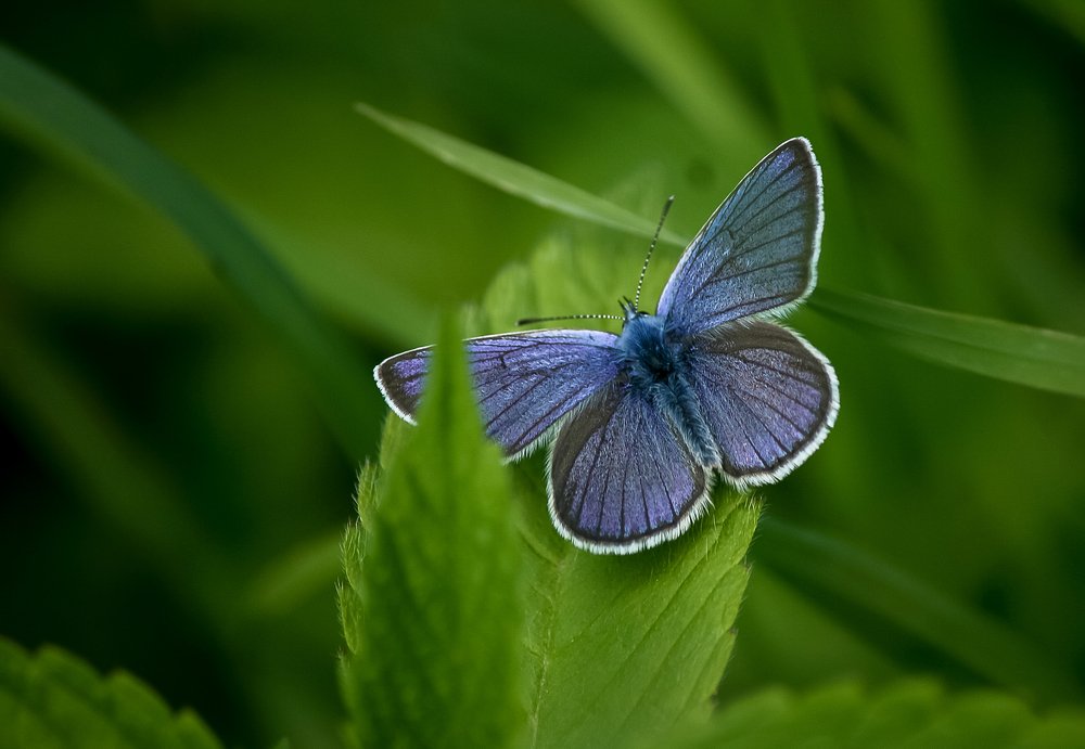 Фотография автора Вадим Топычканов