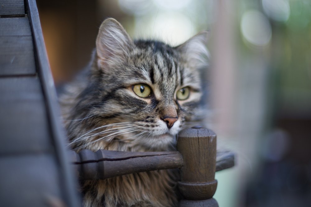 Что день грядущий мне готовит?