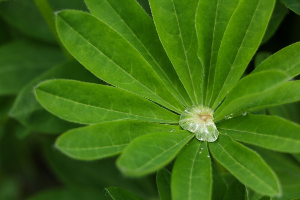 Photograph by Натали Чалык