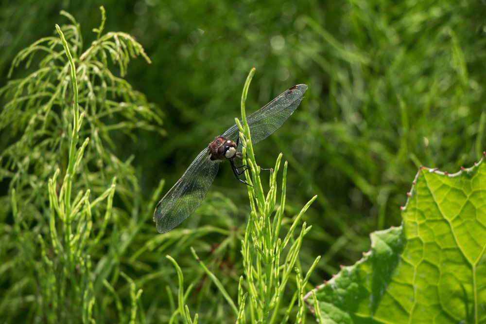 Photograph by Натали Чалык