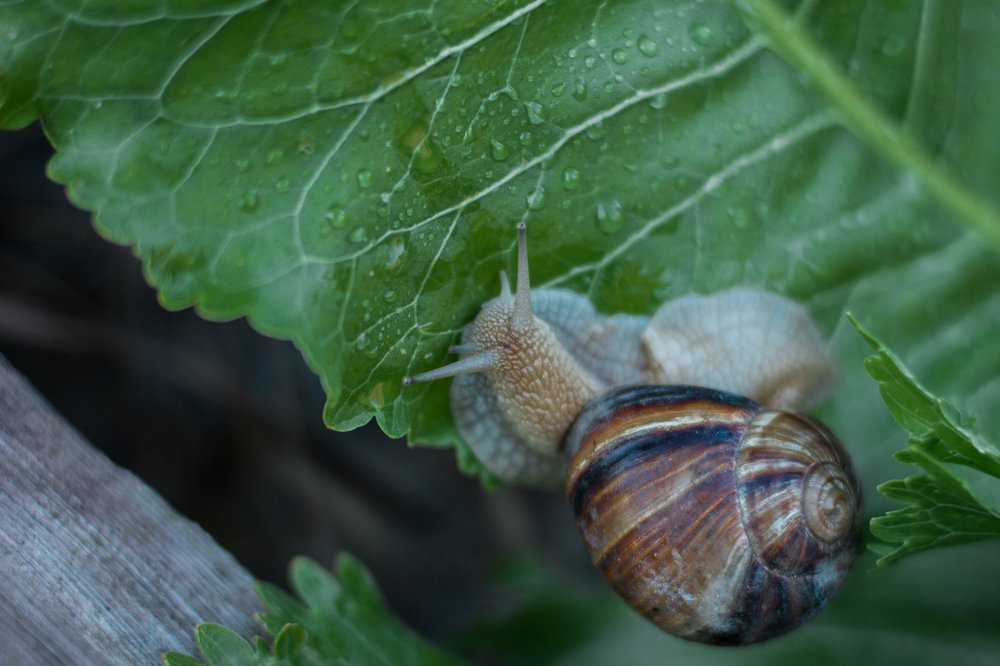 Photograph by Натали Чалык