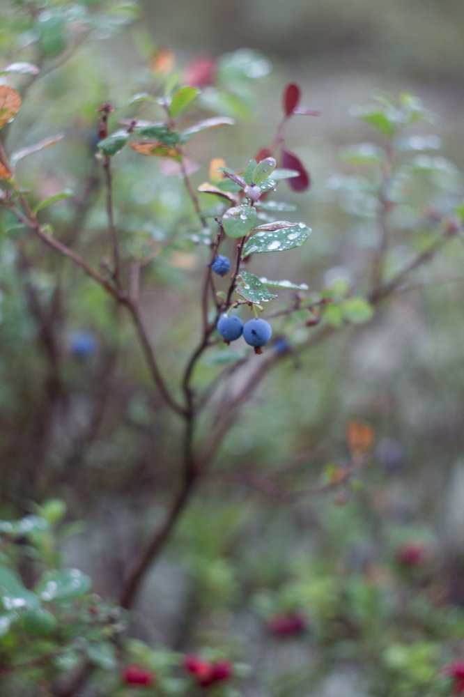 Photograph by Натали Чалык