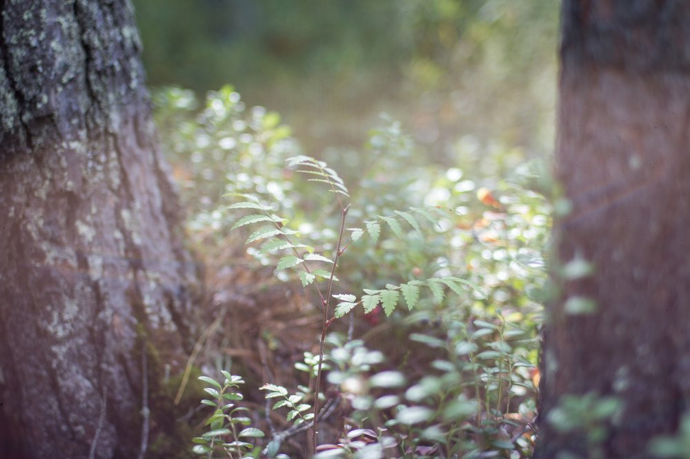 Photograph by Натали Чалык