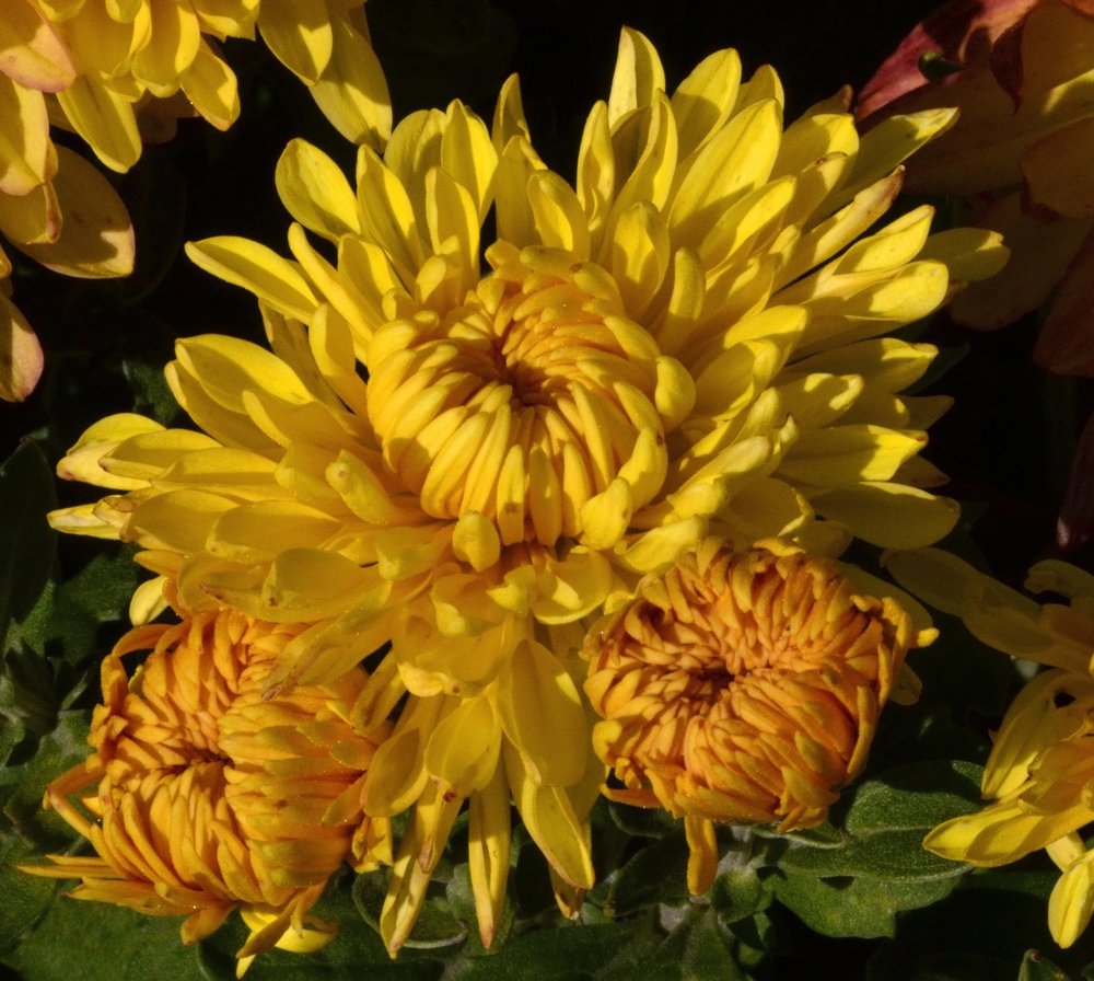Жёлтые хризантемы.