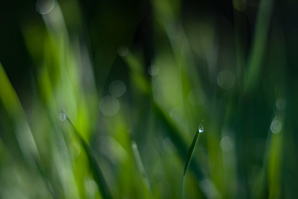 Оживает все весной