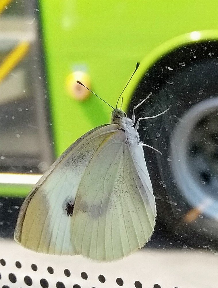 A butterfly in a bus