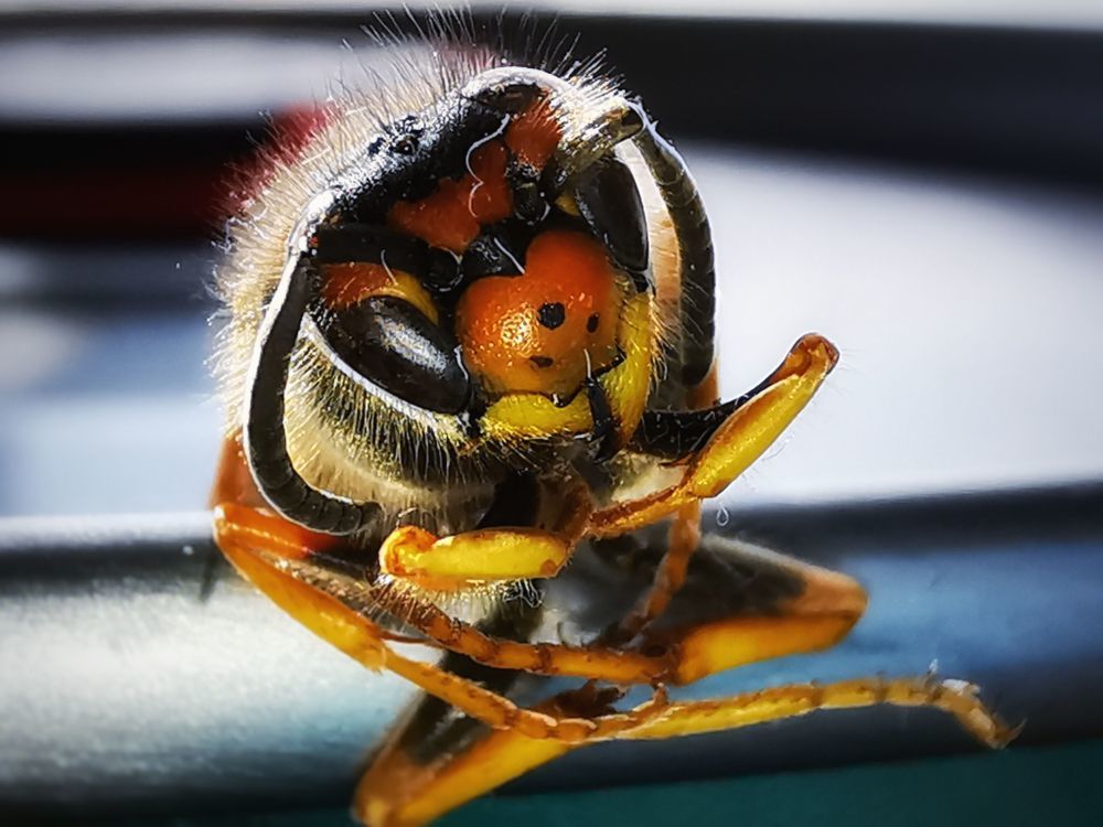 Darazs portre - HDR - SS - SuperMacro