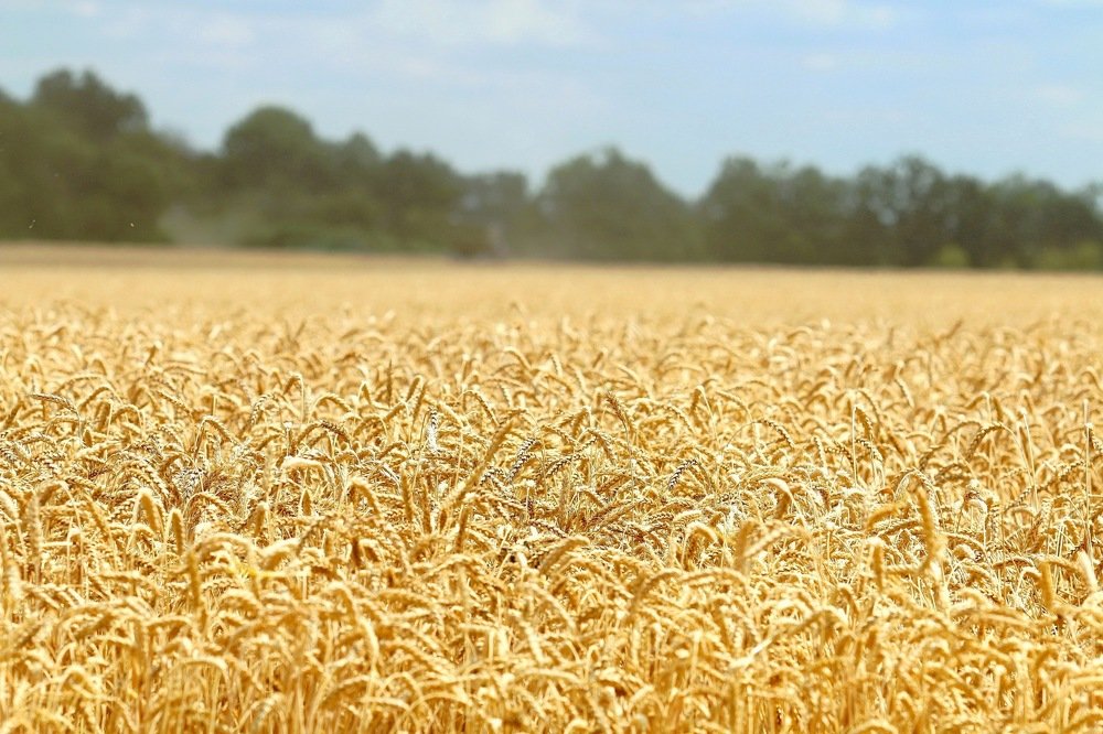 Пшеница