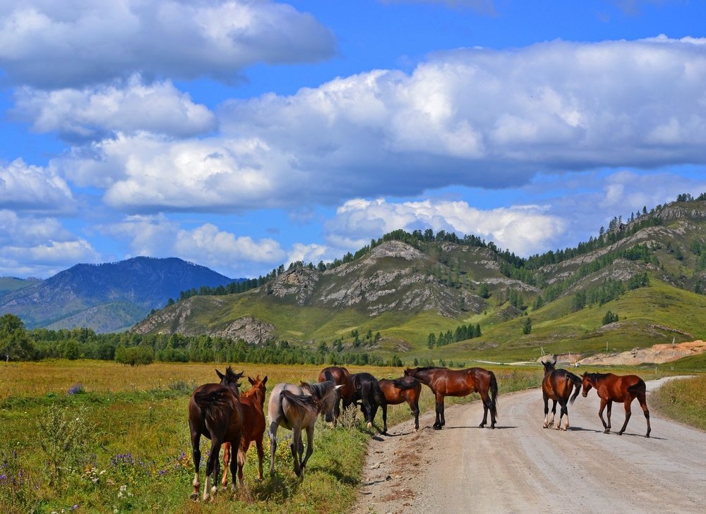 Запах свободы... Алтай.