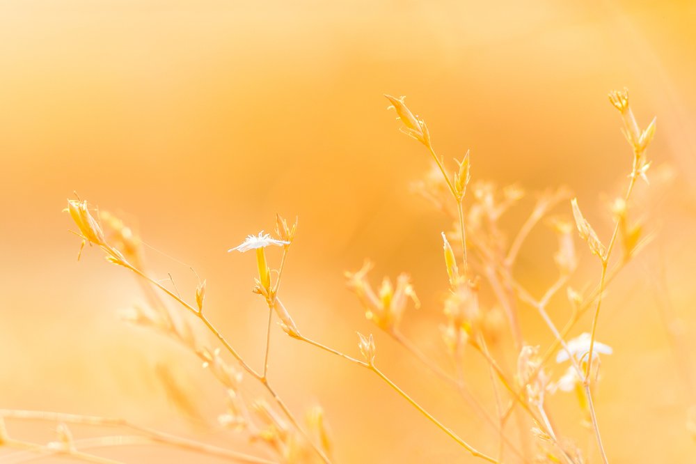 Photograph by Максим Митченко