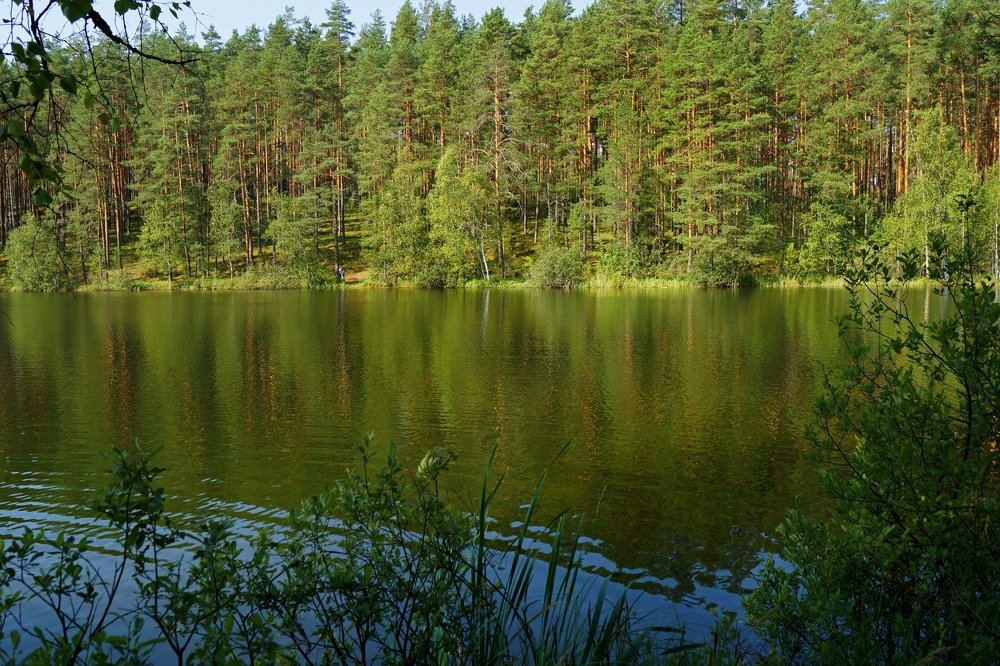 Лесное озеро