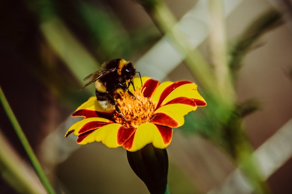 Photograph by Liguanna Anna