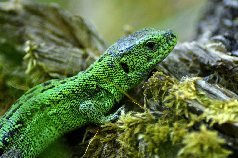 Маскировка.