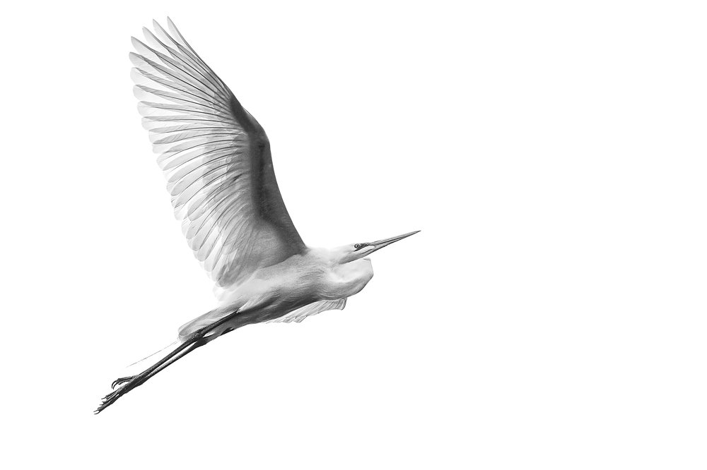 The white heron fly to the sky.