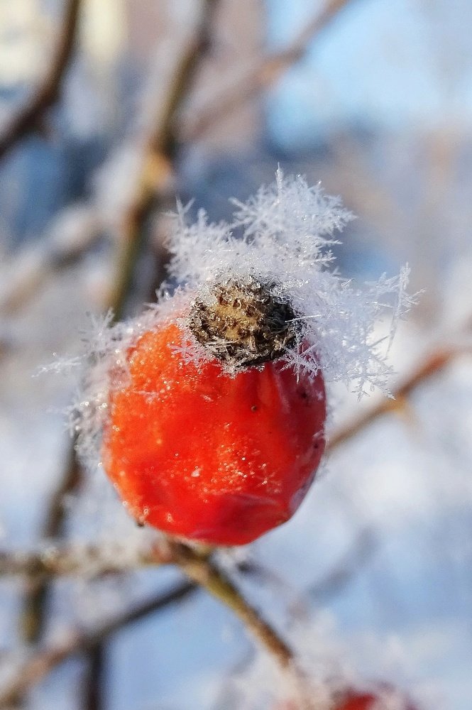 Зимняя ягода.