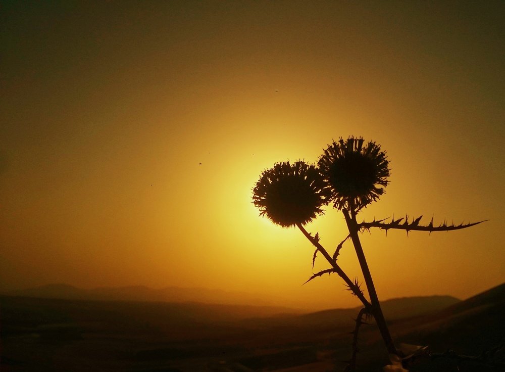 Photograph by Mazhar Khalkhal