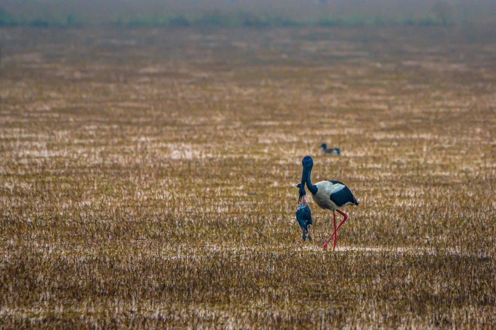 Photograph by Vipul Saxena