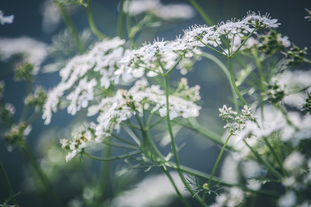 Photograph by Liguanna Anna