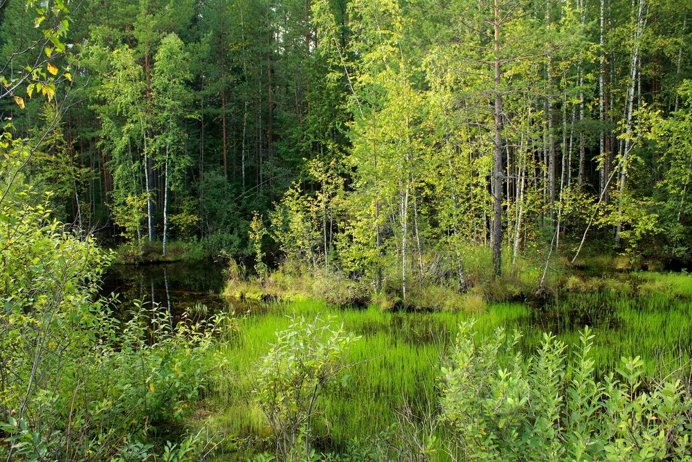 Фотография автора Nelya  Lysenko
