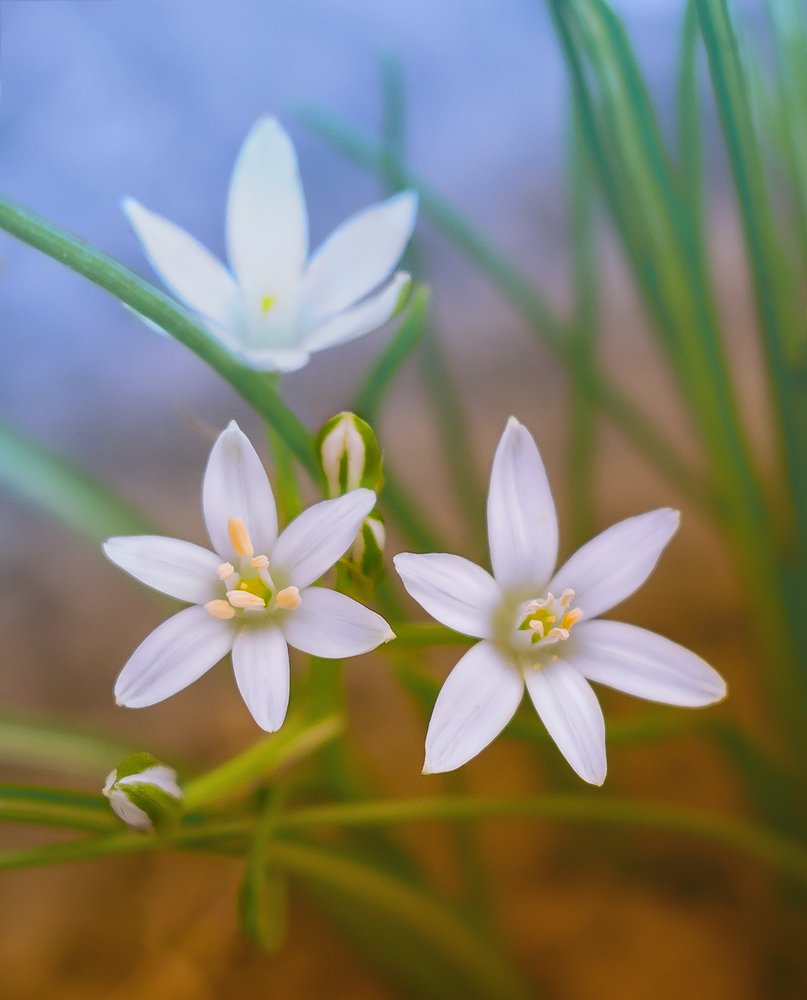 Photograph by Никанорова Ольга