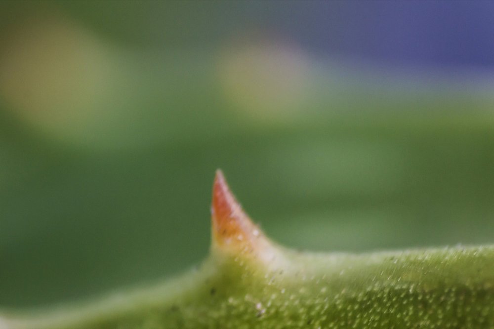 Photograph by Monica Macri