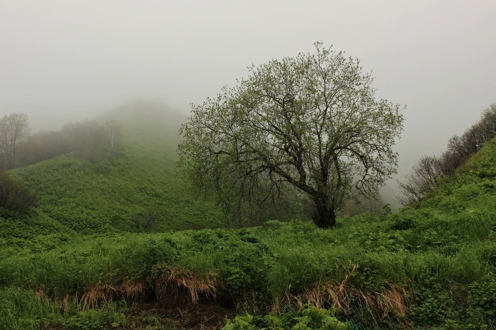 Туманное утро