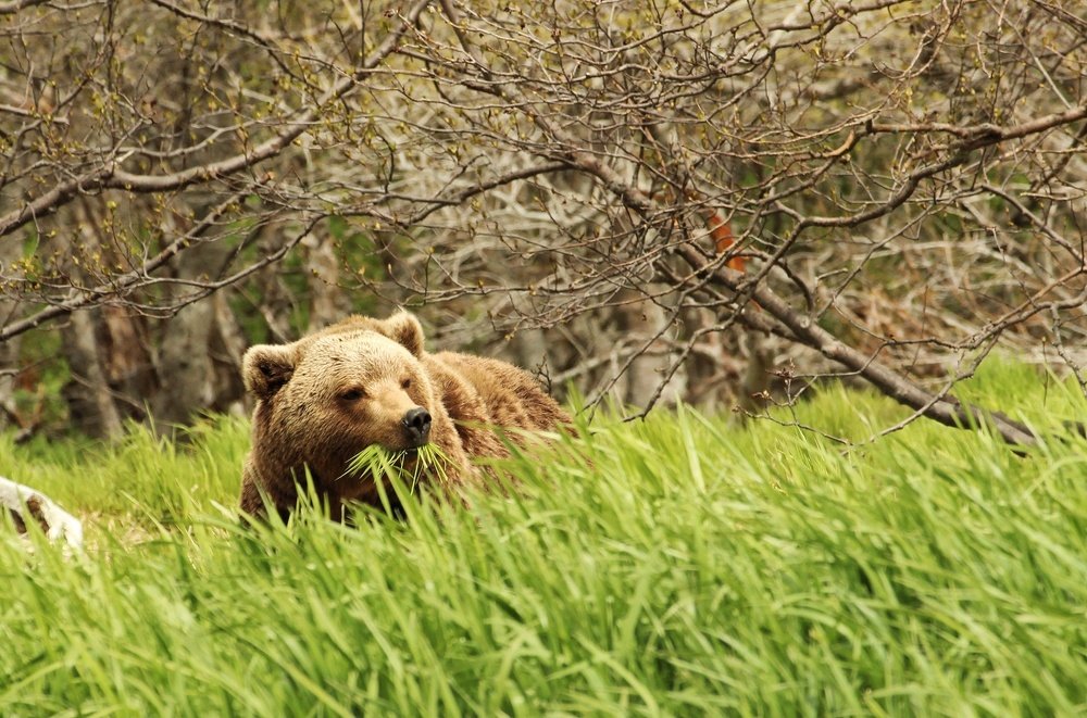 Первая зелень