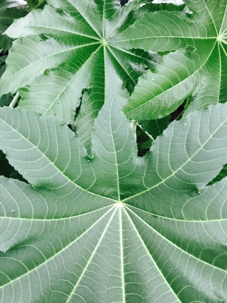 Leaves