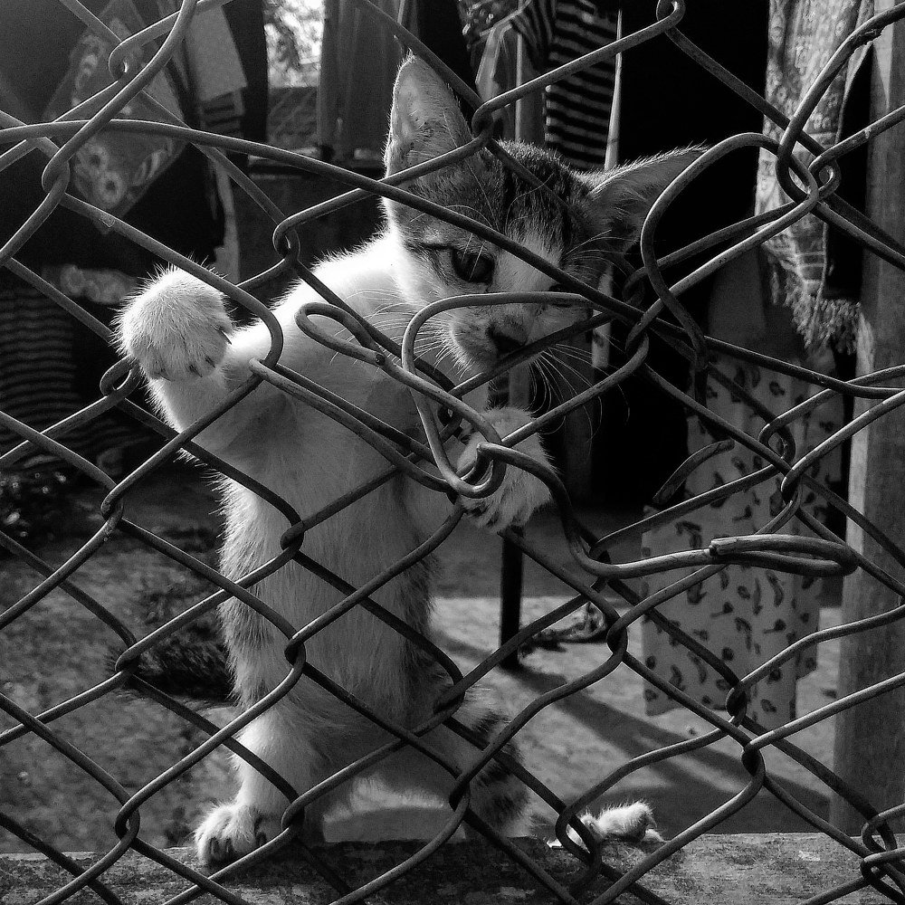 Tingkah Laku Si kucing