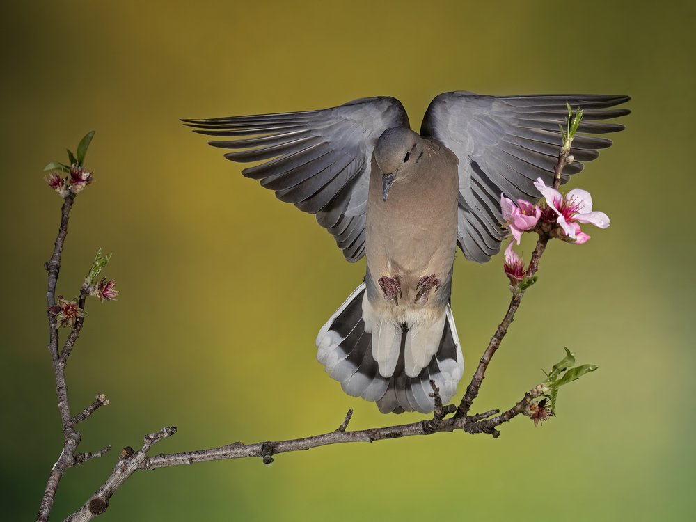 Photograph by Esteban Argerich