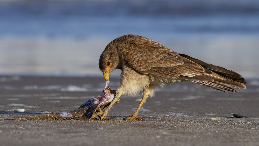 Photograph by Esteban Argerich