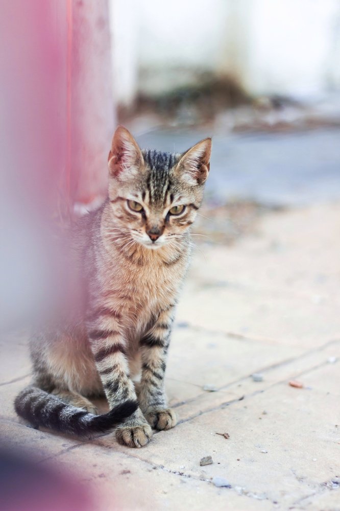 Photograph by Mohammed El Amine