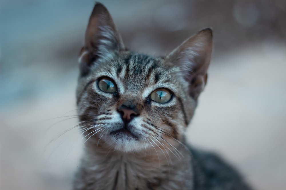 Photograph by Mohammed El Amine