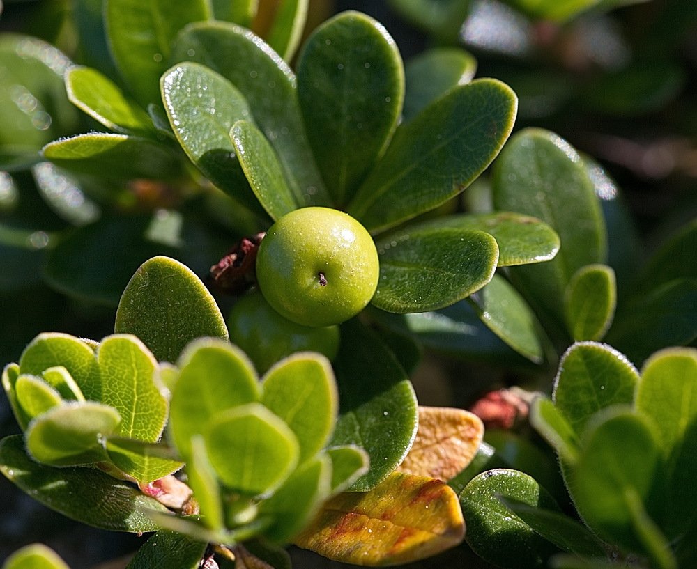 МЕДВЕЖЬЕ УШКО !