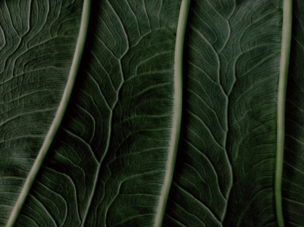 Taro leaves
