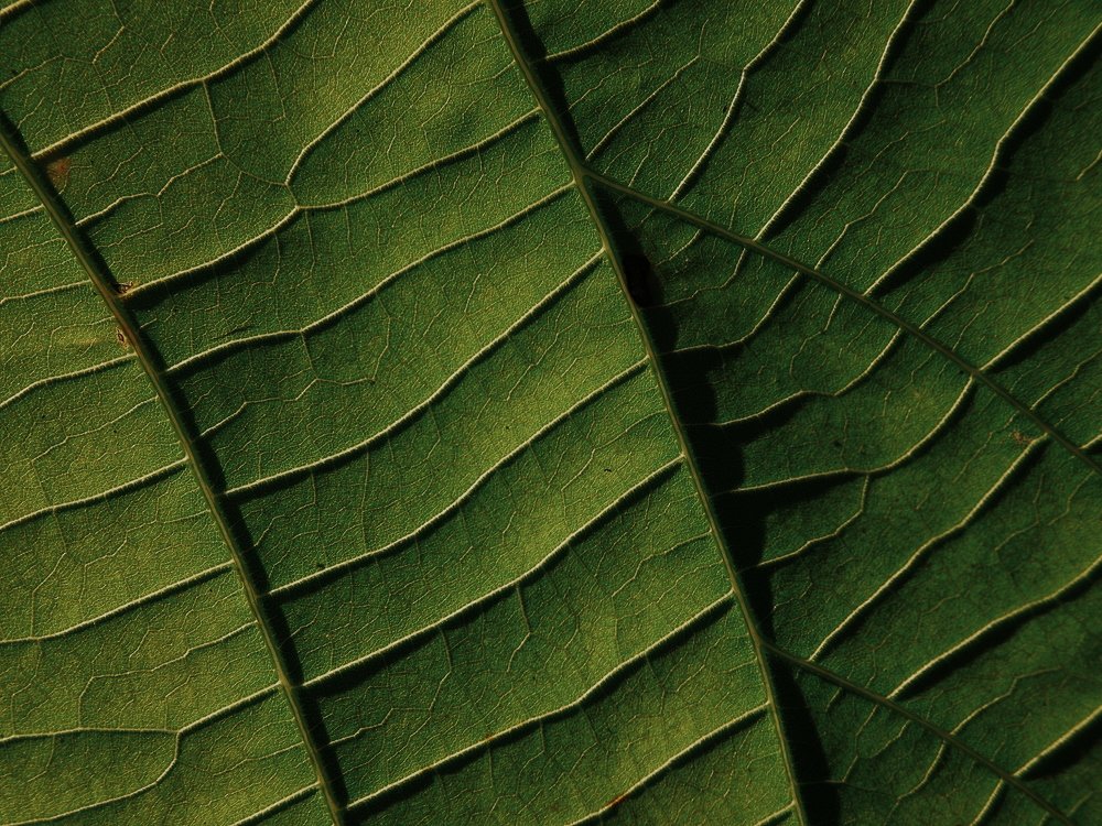 Leaf veins
