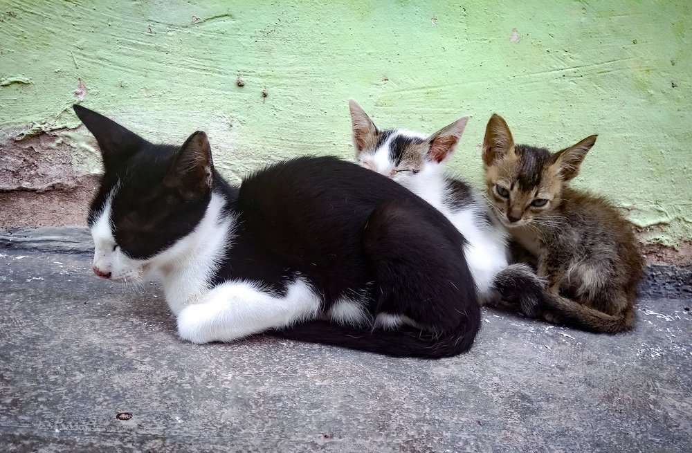 Si hitam dan Pasukannya