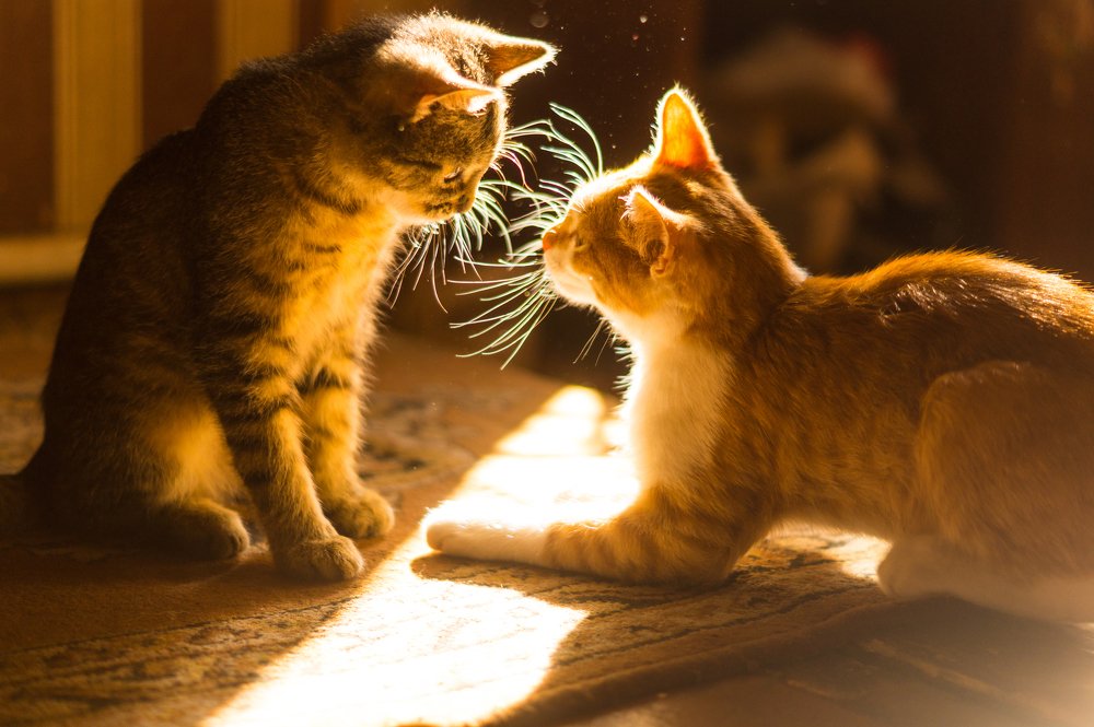 Photograph by Анастасия Зайцева