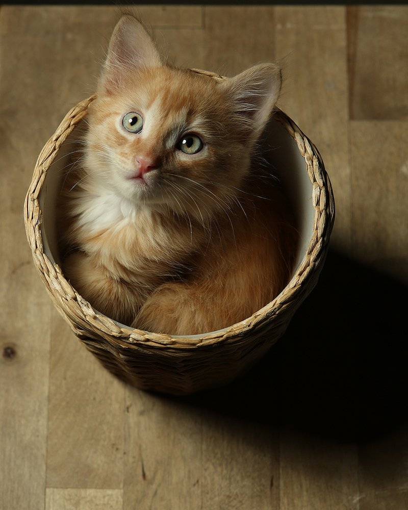 Photograph by Дарья Комарова