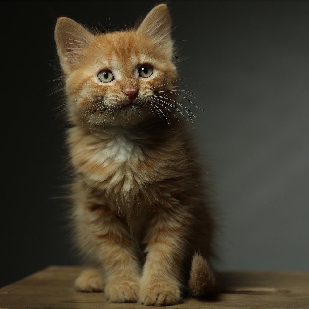 Photograph by Дарья Комарова