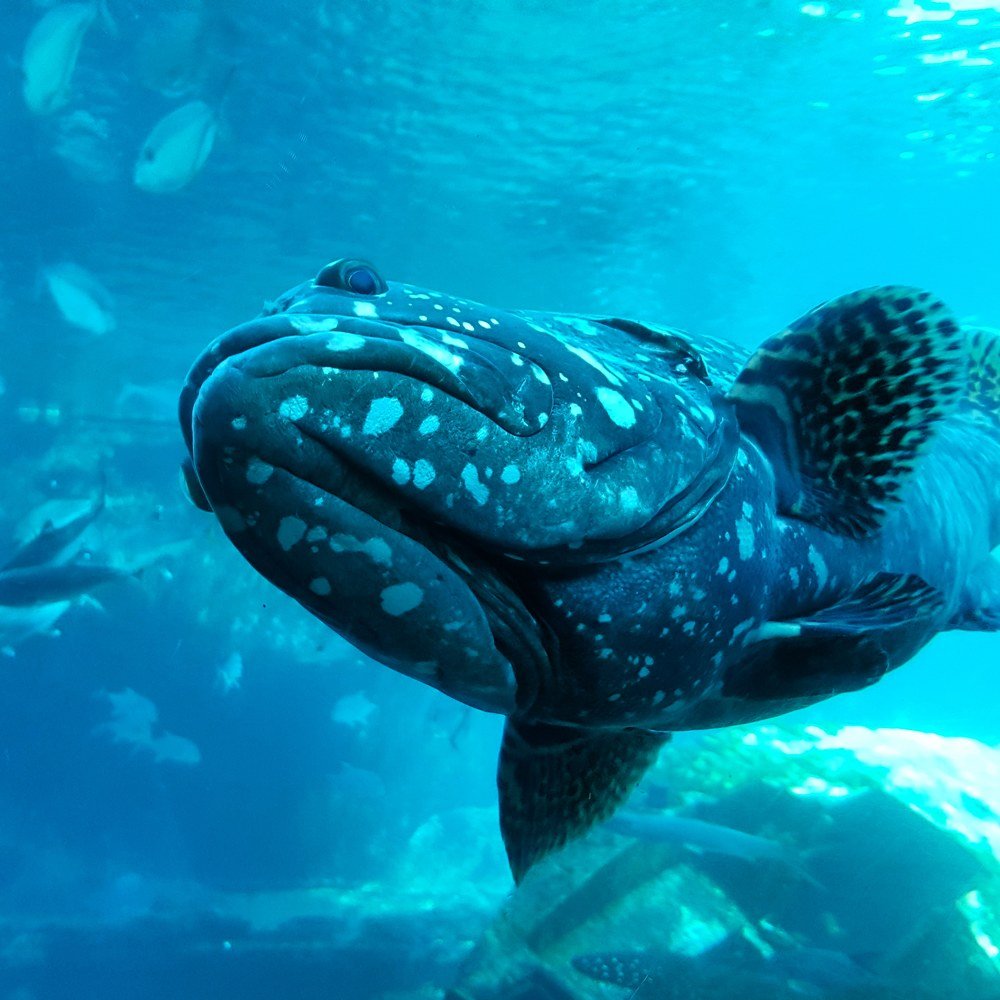 Photograph by Natasha Capazorio