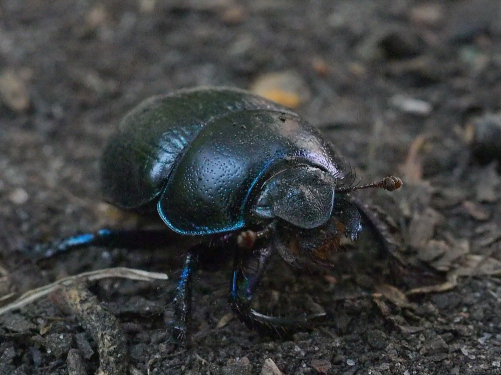 Фотография автора Иван Вдовин