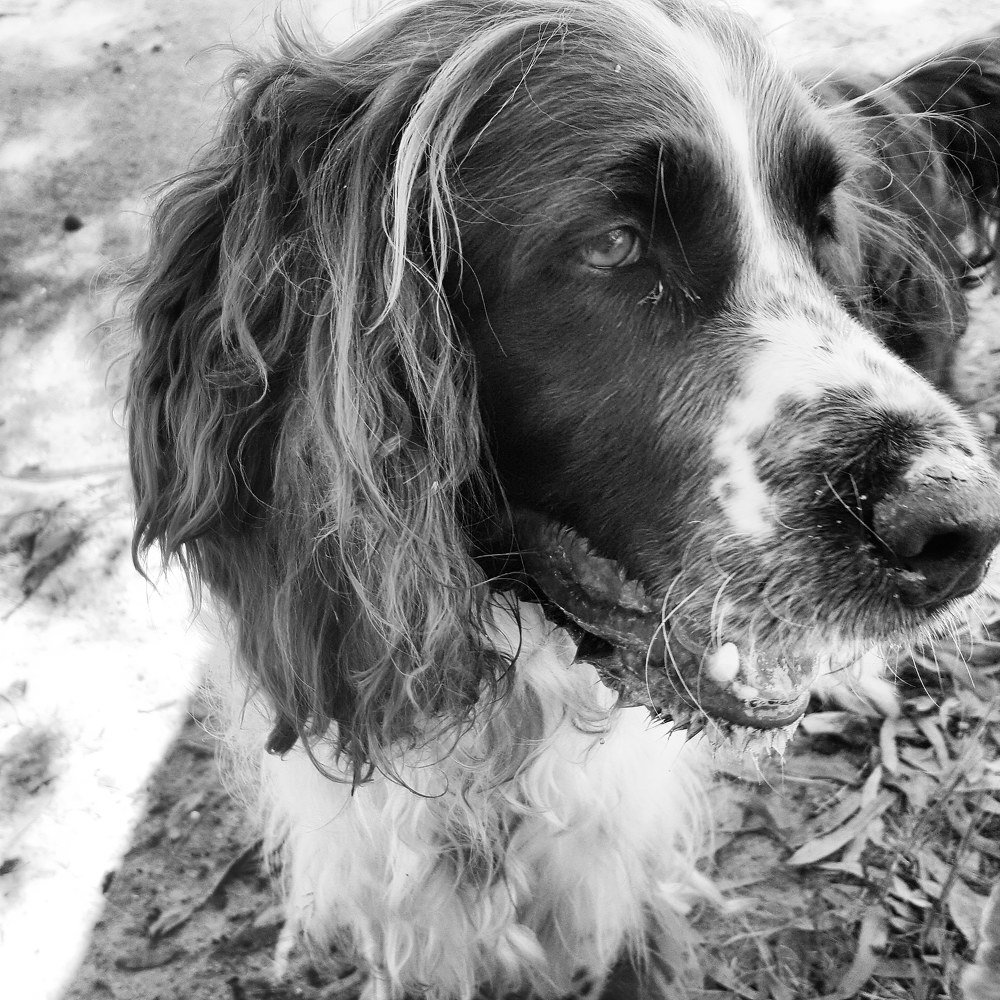 Photograph by Natasha Capazorio